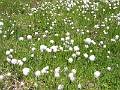 F54 linaigrette_de_christian_foucher 